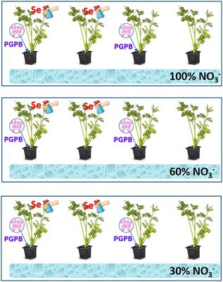 Enhanced antioxidant phytochemicals and catalase activity of celery by-products by a combined strategy of selenium and PGPB under restricted N supply